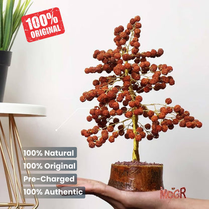 MCGR Rudraksha Tree/Protects from Negative Energy/Attracts Wealth Brown
